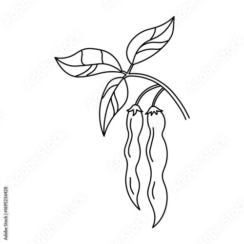 Soybean drawn plant sketch on isolated background. Vector line illustration of bean, soy plant stem and leafs. Healthy food, natural protein, seed harvest. For logo, print, label, template, background