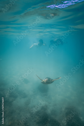 Snorkeling with Wild Hawaiian Green Sea Turtles off the Shore of Waikiki, Oahu, Hawaii 