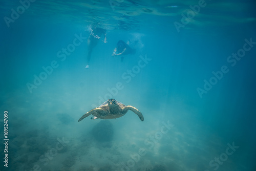 Snorkeling with Wild Hawaiian Green Sea Turtles off the Shore of Waikiki, Oahu, Hawaii 