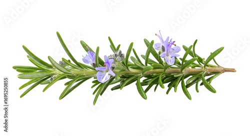 Fresh Rosemary Sprig with Delicate Purple Blossoms on a Green Background