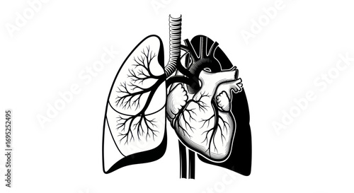 Striking black and white anatomical illustration showcasing the human heart and lungs intricate