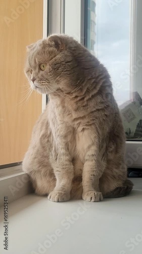 Cute Scottish fold cat grooming itself at home