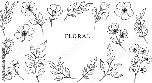 Sketch Floral Botany Collection. flower drawings. Black and white with line art on white backgrounds. Hand Drawn Botanical Illustrations Vector