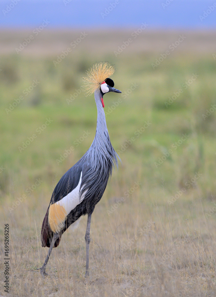 Fototapeta premium Gray (grey, or African) crowned crane (Balearica regulorum) near savanna lake, Amboseli National Park, Kenya.