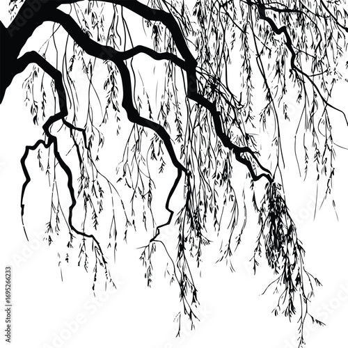 Willow tree bold outline black line art with hanging branches thick strokes clean design 2