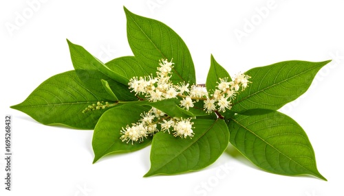 Delicate cluster of japanese knotweed blossoms with verdant leaves arrangement