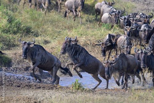 Blue wildebeest (Connochaetes taurinus) crossing a water stream during the great migration, Masai Mara National Reserve, Kenya.