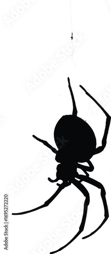 Silhouette of a Spider Hanging from a Web.