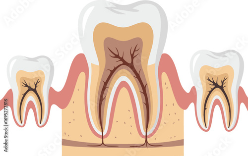 Detailed Cross-Section Anatomy of Human Teeth with Pulp, Dentin, and Enamel Layers for Medical and Dental Education