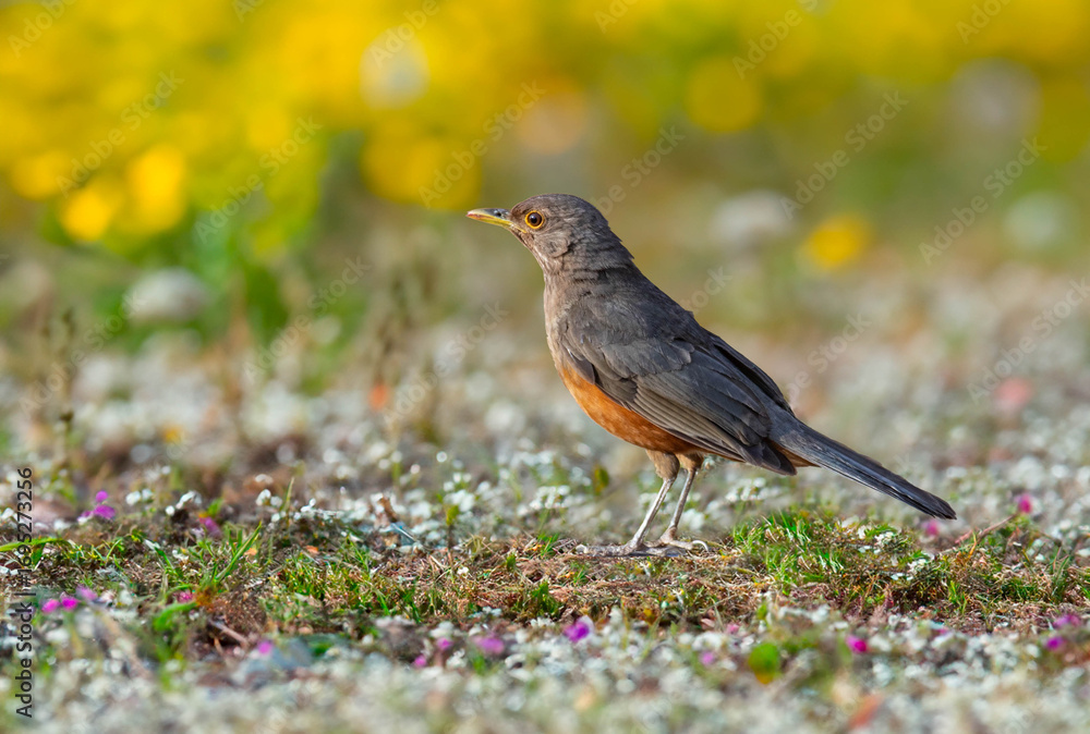 Obraz premium Rufous-rumped Thrush (Turdus rufiventris) is a common bird in South America and the best known of all thrushes, identified by the rust-colored belly and its melodious song. Sabiá laranjeira