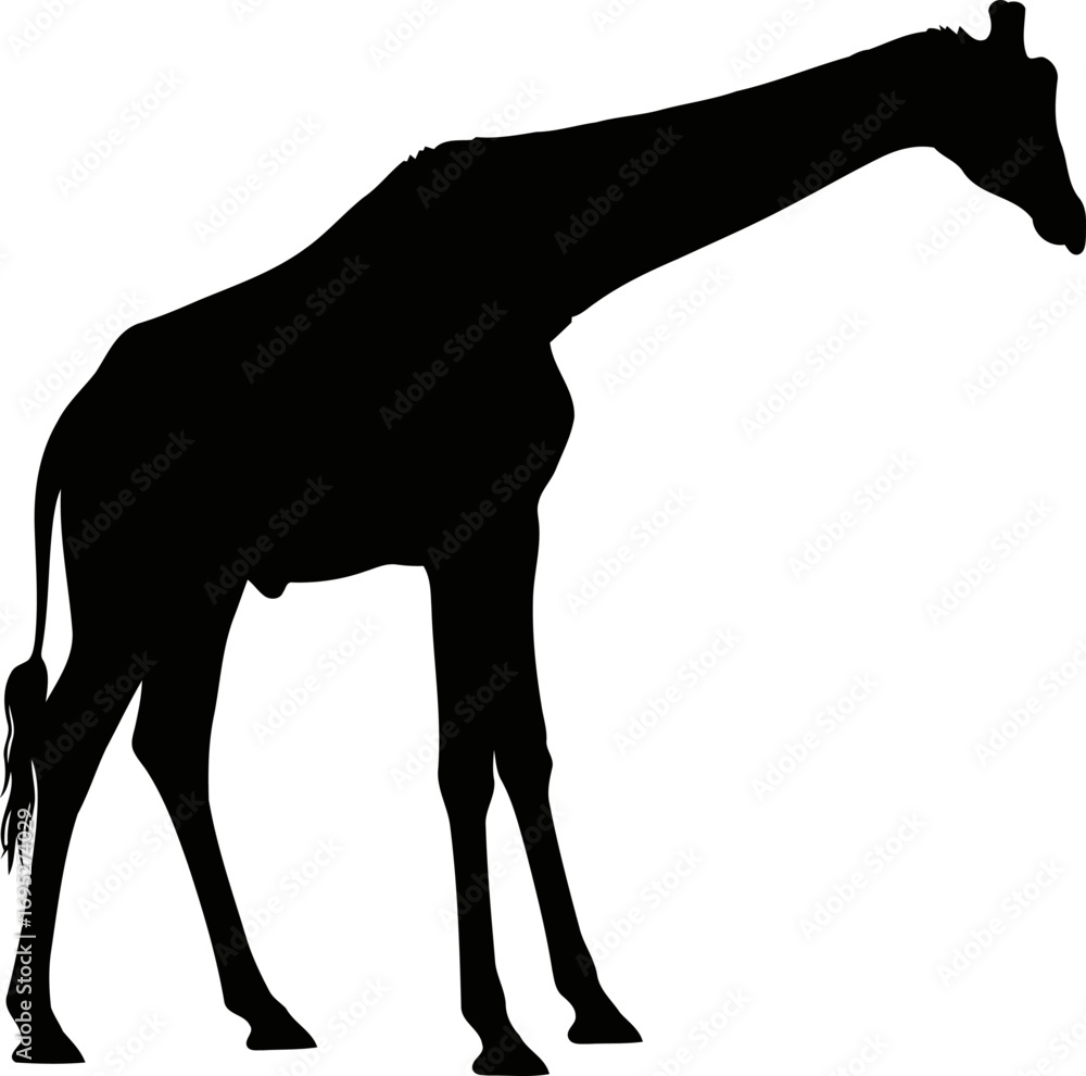Fototapeta premium elegant giraffe silhouette a serene graphic of african savanna grace, isolated on transparent background