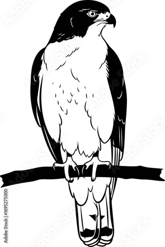 majestic peregrine falcon silhouette a bird of prey in flight, poised and powerful, wild freedom art, isolated on transparent background