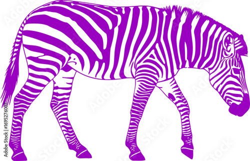 majestic purple zebra silhouette a masterpiece of african elegance and mystery, isolated on transparent background