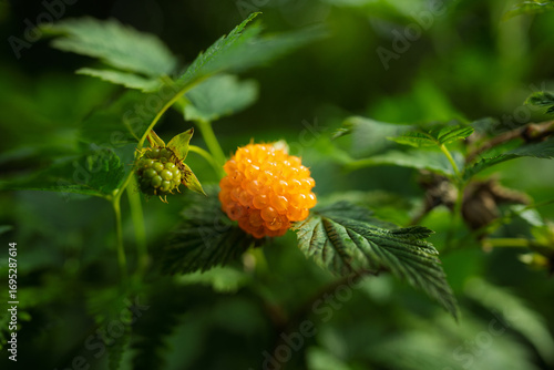 Wild orange Salmonberry