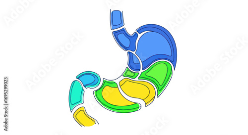 Stylized human stomach illustration featuring interconnected segmented areas with vivid colors