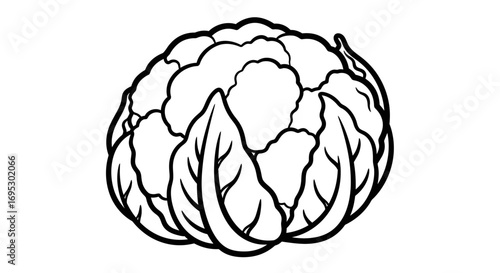 fresh cauliflower illustration, vegan food, line art, vegetable drawing, healthy eating