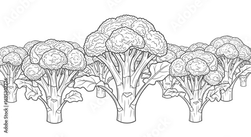 fresh broccoli, vegetable, vegan food, healthy diet, raw broccoli, green food, organic, drawing, illustration, line art