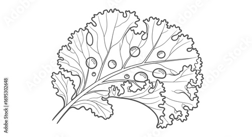fresh kale leaf illustration healthy food, nature, vegan, vegetarian, green, drawing
