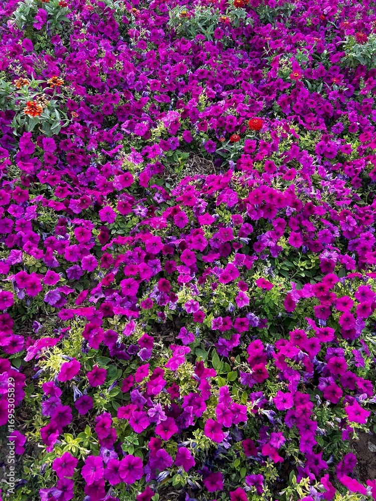 Fototapeta premium pink flowers in the garden