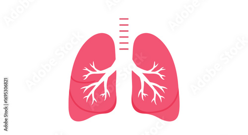 Human Lungs Anatomy Vector Illustration of Respiratory System for Medical Education