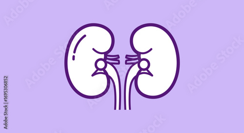 Clean and minimalist line art illustration depicting human kidneys, representing essential urological anatomy, healthcare concepts, and internal organ functions on a simple purple background