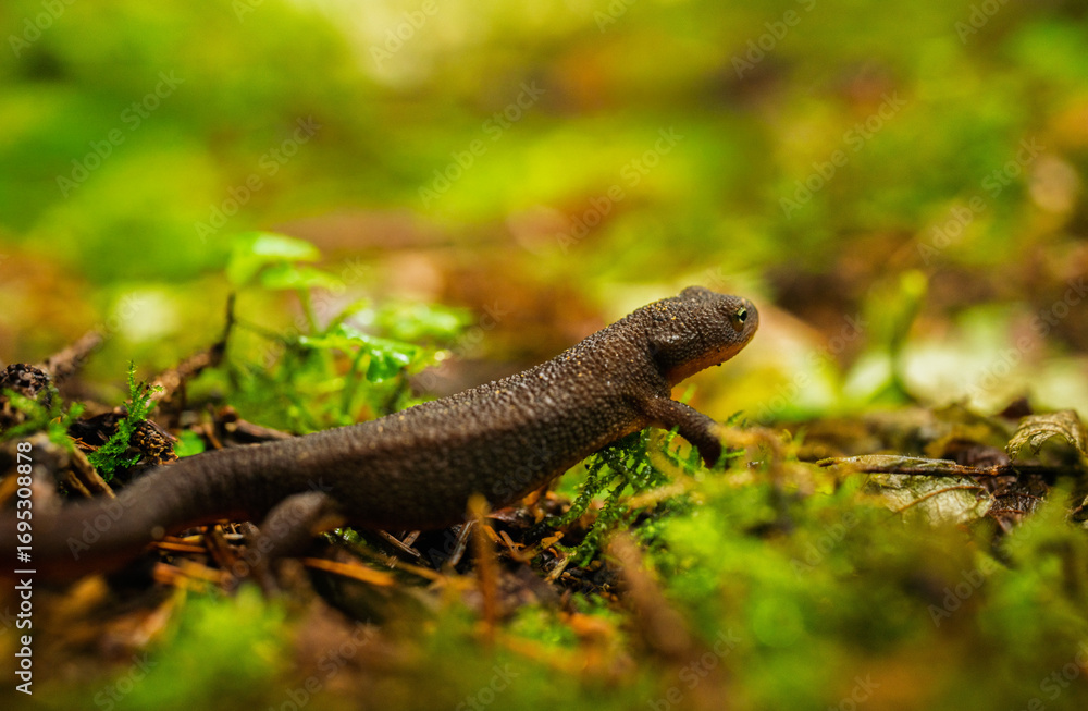Naklejka premium Salamander in the forest