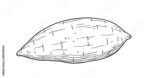 sweet potato illustration, handdrawn sketch, organic food, healthy eating, natural, rustic, farm, agriculture, harvest, vegetable, yam, root, ingredient, culinary, recipe, design element, botanical