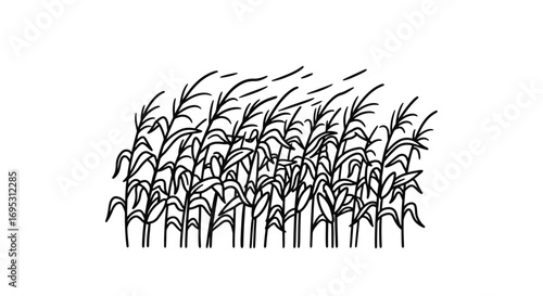 handdrawn corn stalks, maize field, windy day, nature illustration, agricultural theme,