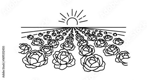 cabbage field at sunrise, rows of cabbages, agriculture, farming, sunset, nature, fresh food, 