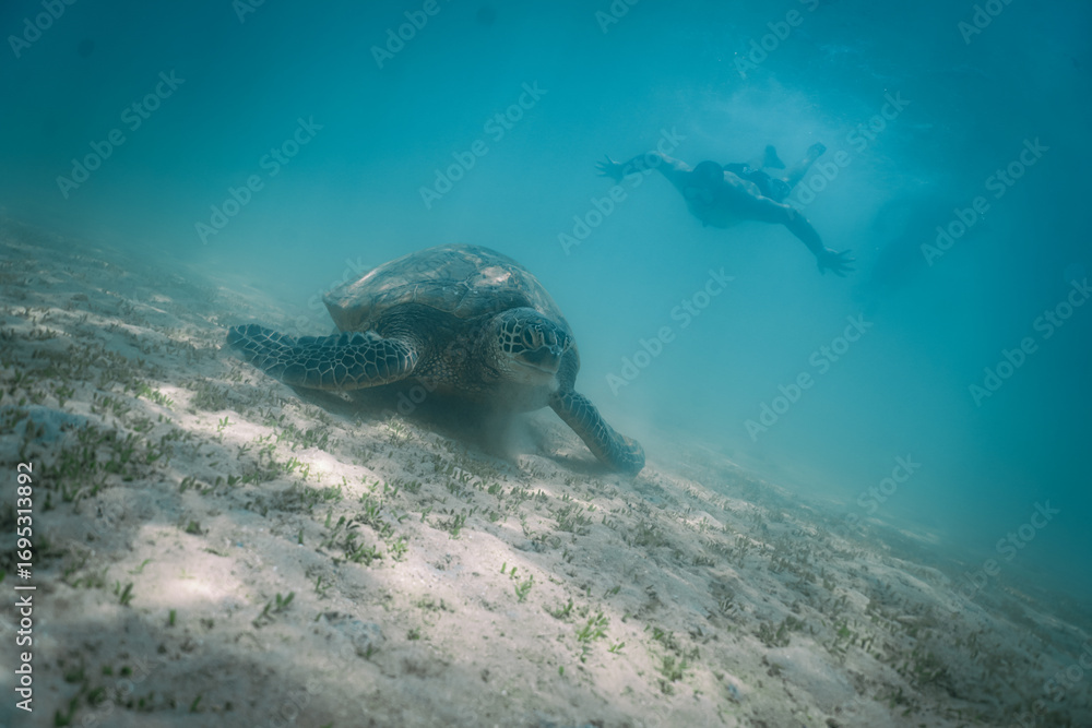 Naklejka premium snorkeling with wild Hawaiian Green Sea Turtles off the shore in Waikiki