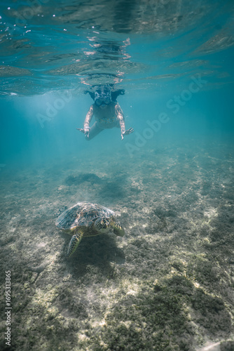 Wallpaper Mural snorkeling with wild Hawaiian Green Sea Turtles off the shore in Waikiki Torontodigital.ca