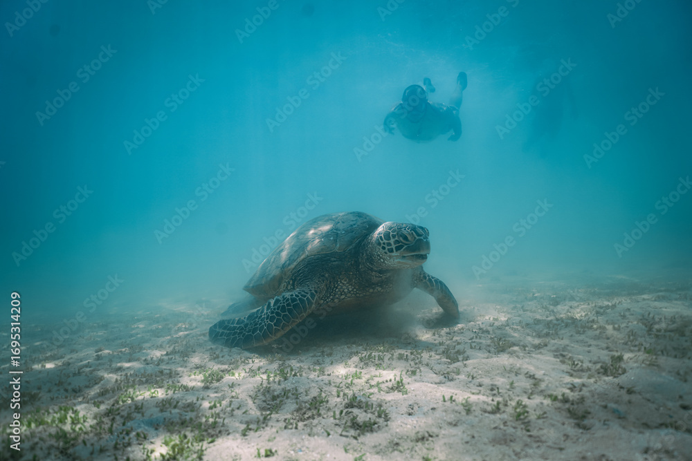 Fototapeta premium snorkeling with wild Hawaiian Green Sea Turtles off the shore in Waikiki