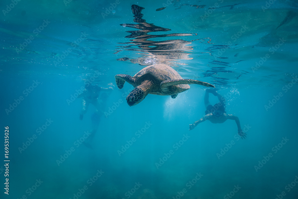 Obraz premium snorkeling with wild Hawaiian Green Sea Turtles off the shore in Waikiki