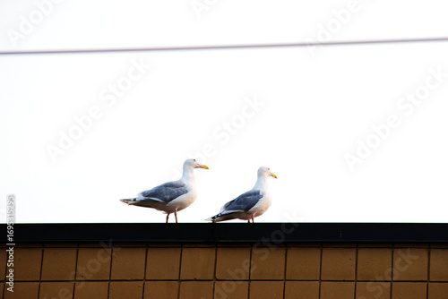 two seagulls on a roof