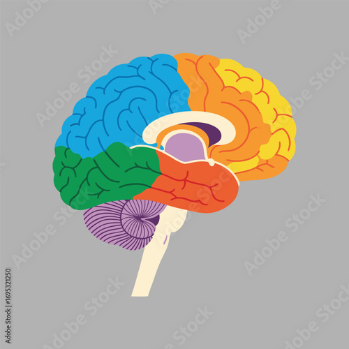 Detailed Human Brain Anatomy Illustration with Color-Coded Lobes and Regions for Educational and Medical Use