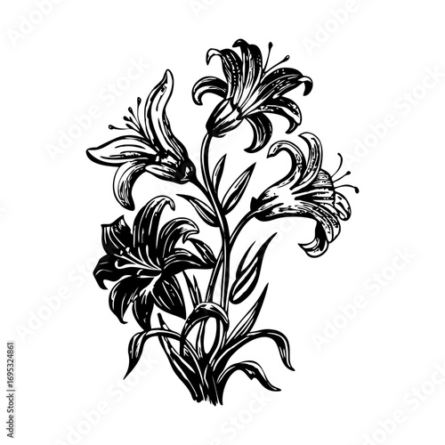 A sketchy style illustration representing blooming lilies