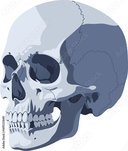 Detailed Human Skull Anatomy Illustration Showing Bone Structure and Teeth in Side View for Medical and Educational Use