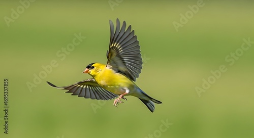 Fototapeta Naklejka Na Ścianę i Meble -  American goldfinch soaring through the air with wings spread wide against a green background