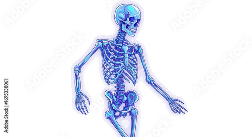 Detailed cartoon skeleton in shades of blue against a plain white backdrop