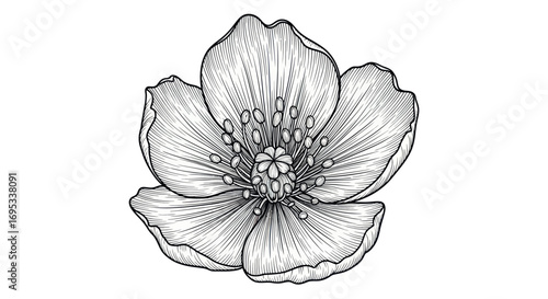 Detailed flower illustration showcasing intricate line work and floral anatomy for botanical studies
