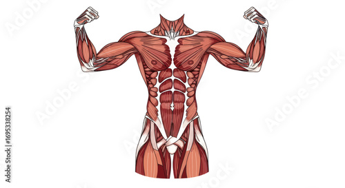 Detailed muscle structure illustration showcasing human anatomy and strength for fitness and