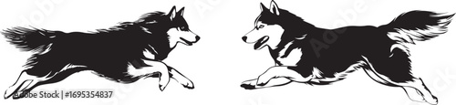 Vector graphic of two running huskies illustration for graphic design projects