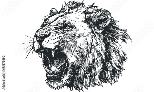 Fierce lion head roaring, scratchy ink sketch, transparent. Vector hand drawn illustration