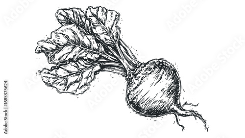 Woodcut Style Beet Vegetable with Green Leaves on Transparent Background. Vector hand drawn illustration