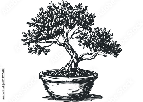 Stylized Bonsai Tree in Pot Transparent Background. Vector hand drawn illustration
