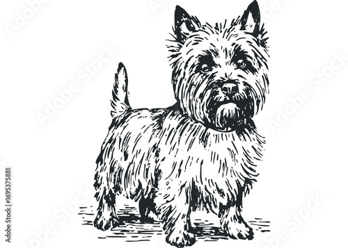 Sketch of a West Highland White Terrier dog, isolated. Vector hand drawn illustration