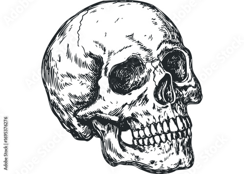 Detailed Sketch of Human Skull on Transparent Background. Vector hand drawn illustration