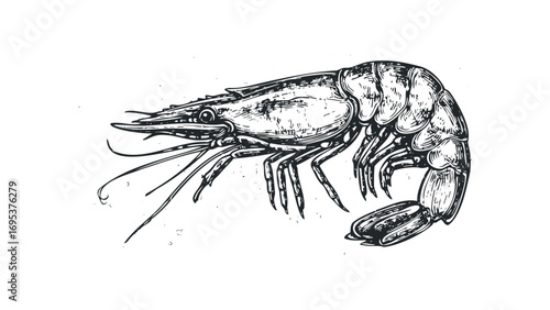 Detailed line art shrimp on white background. Vector hand drawn illustration