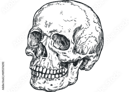 Human skull sketch isolated on transparent. Vector hand drawn illustration