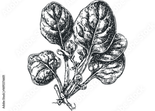 Vintage botanical sketch of fresh spinach leaves on transparent background. Vector hand drawn illustration